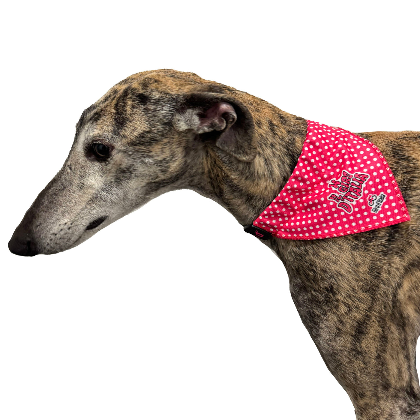 Collare per Cane con Bandana Giro d'Italia